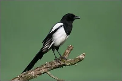 Quel est cet oiseau ?