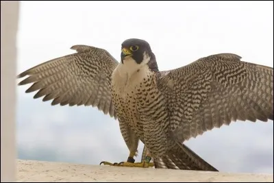 Quel est cet oiseau ?