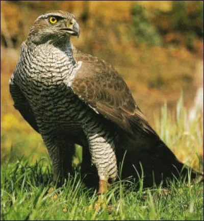 Quel est cet oiseau ?