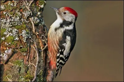 Quel est cet oiseau ?