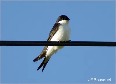 Quel est cet oiseau ?