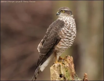 Quel est cet oiseau ?