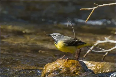 Quel est cet oiseau ?