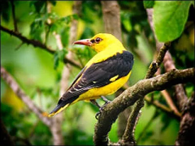 Quel est cet oiseau ?