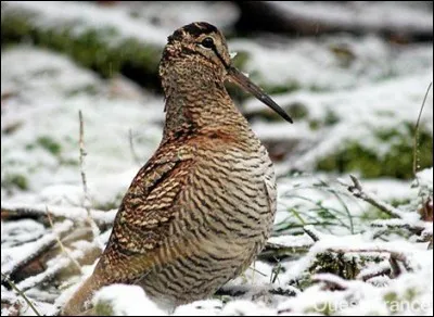 Quel est cet oiseau ?