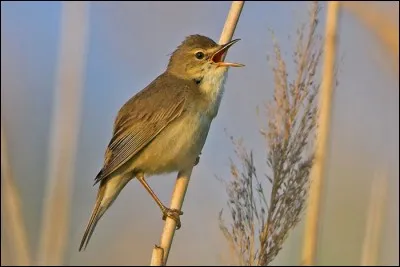 Quel est cet oiseau ?