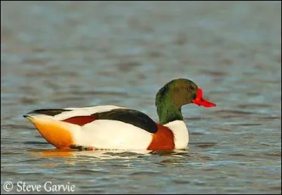 Quel est cet oiseau ?