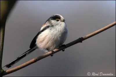Quel est cet oiseau ?