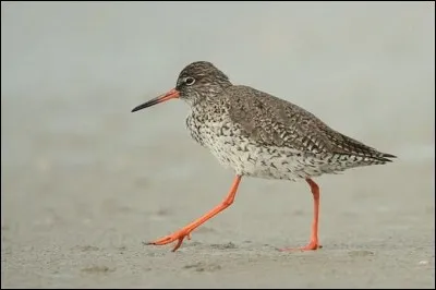 Quel est cet oiseau ?