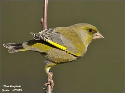 Quel est cet oiseau ?