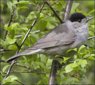 Quel est cet oiseau ?