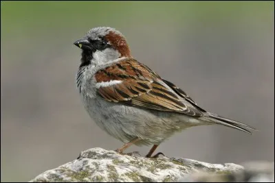 Quel est cet oiseau ?