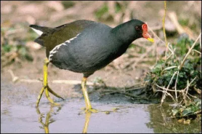 Quel est cet oiseau ?