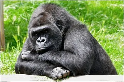 Comment reconna&icirc;t-on un m&acirc;le dominant dans un groupe de gorilles ?