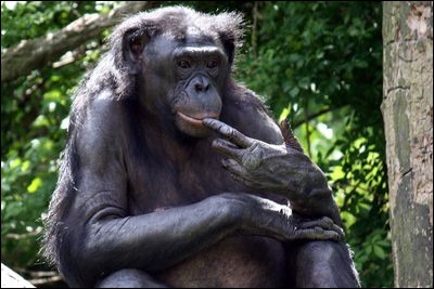 Le bonobo ne vit que dans un seul pays d'Afrique, mais lequel ?