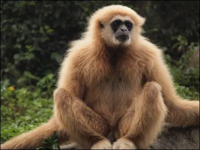 Quelle est la particularit&eacute; du gibbon ?