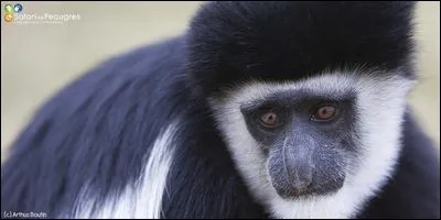 Le colobe, qui vit en Afrique, ne se nourrit exclusivement que de feuilles. Quel est son cousin d'Asie ?