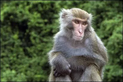 Lequel de ces macaques n'existe pas ?
