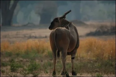 Quelle était la profession du docteur Livingstone ?