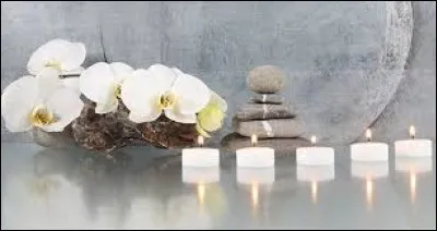 Petit poisson facile et très robuste souvent installé en premier dans un aquarium :