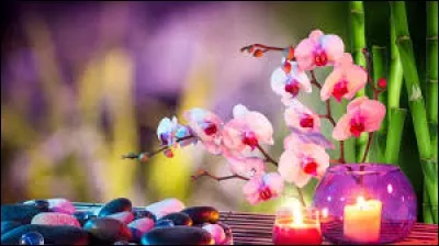 Plante de la famille des Crucifères dont la racine, qui porte le même nom, est comestible :