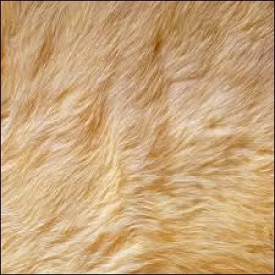 Quelle couleur de pelage te correspondrait le mieux à tes yeux ?