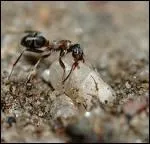 Dans la fable de La Fontaine, je suis travailleuse mais je ne suis pas prteuse...