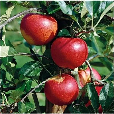 Quelle lettre faut-il insérer dans le mot "ai" pour obtenir le nom de cette variété de pomme ?