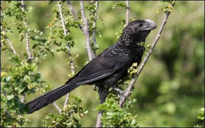 Quelle lettre faut-il insérer dans le mot "ai" pour obtenir le nom de cet oiseau au plumage noir et luisant ?