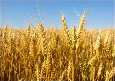 Quelle lettre faut-il insérer dans le mot "bé" pour obtenir le nom de cette céréale ?