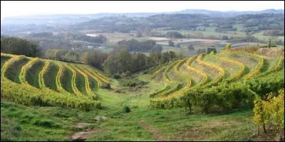 Quelle lettre faut-il insérer dans le mot "bu" pour obtenir le nom d'une espèce de raisin anciennement cultivé en Corrèze ?