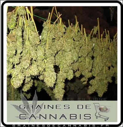 Quelle lettre faut-il insérer dans le mot "bu" pour obtenir le nom du cannabis séché ?