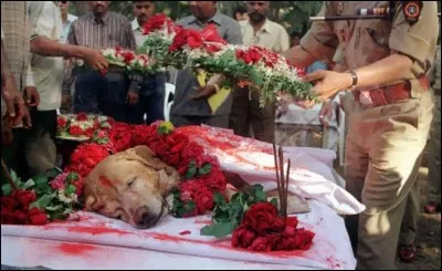 Zanjeer, c'est le nom de ce chien, est fêté comme un héros national à Dumbaï, après sa mort, pourquoi ?