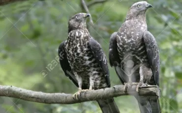 Quiz Rapaces