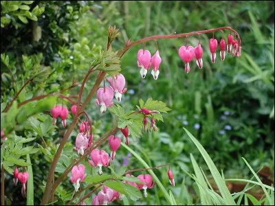 Le Coeur de Marie est une jolie plante de fleurs roses et blanches. Chez les anglais, il prend le nom de ?