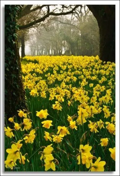 Les jonquilles et narcisses fleurissent les fenêtres, parcs et jardins d'Angleterre, et un poème célèbre leur est consacré. Cette fleur se nomme outre-Manche... ?
