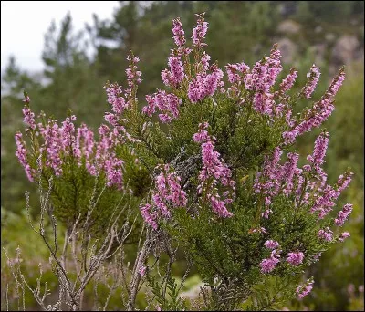 Les jolies bruyères colorent l'automne et l'hiver. Si vous voulez en acheter en Angleterre, il vous faudra demander une... ?