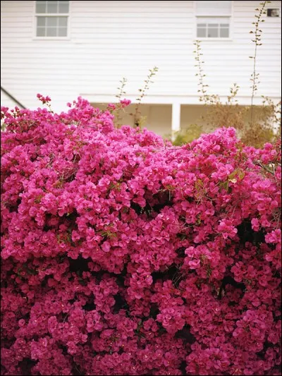 Les bougainvilliers sont une splendeur couleur rose indien qui couvre murs et grilles des pays ensoleillés. Comment les nomme-t-on en anglais ?