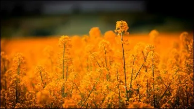 Le colza couvre des champs immenses de fleurs jaunes comme le soleil en été. Quel est son nom anglais ?