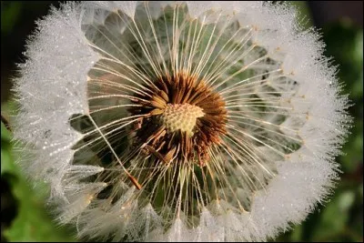 Le joli pissenlit, d'abord soleil magnifique puis grâcieuse bulle de neige aérienne , prend en anglais le nom étrange de... ?