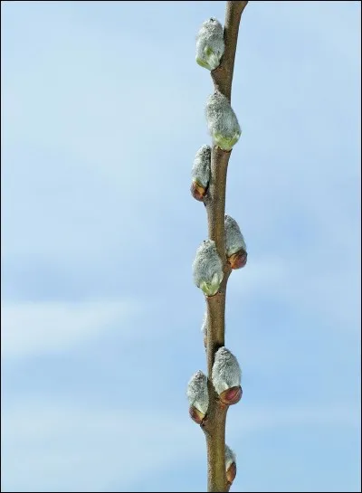 Le chaton (ici, de saule, mais il y a également des chatons de noisetier etc... ) est une jolie fleur du printemps, qui prend en Angleterre le nom de ?
