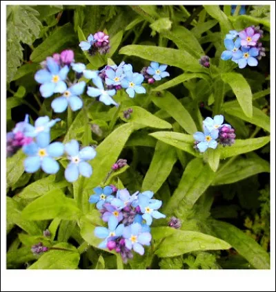 Le joli myosotis, au bleu très frais, prend en anglais le joli nom de... ?