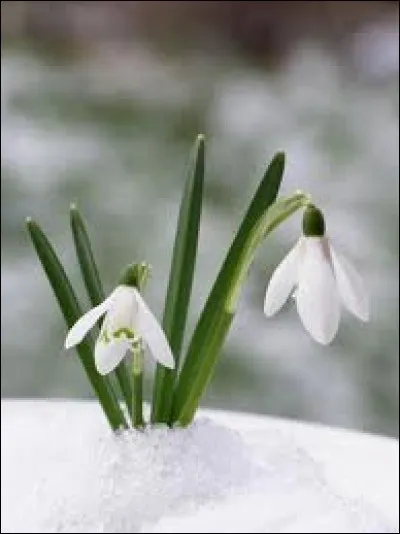 Parmi les toutes premières fleurs à pointer le bout du nez, voici le perce-neige, que les anglais appellent... ?