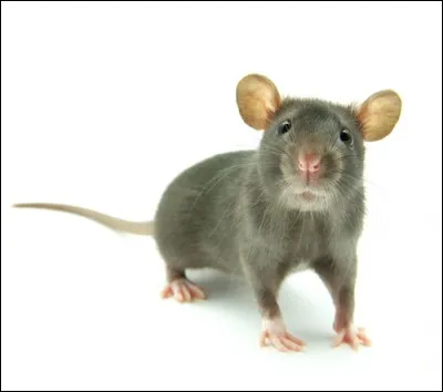 A quoi sert une souris ?