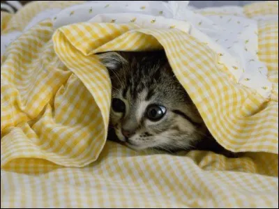 Peur accompagnée d'angoisse à l'idée d'un danger proche.