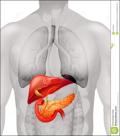 Devant un ictère il faut chercher ...
