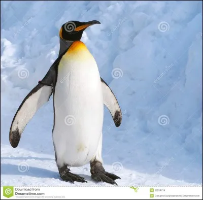 Est-ce que c'est un pingouin ?