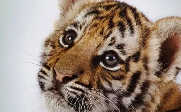 Quiz Animaux