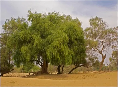 Le siwak est un bâtonnet provenant du Salvadora Persica, un arbre qui pousse en Mauritanie. Quelle est la vertu qu'on lui prête le plus ?