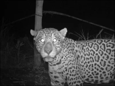 Sachant que ce fauve hante l'Amérique latine, trouvez le mot !